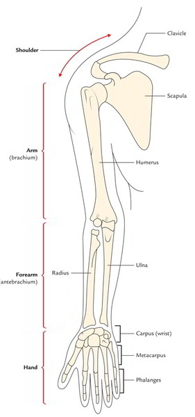 Easy Notes On 【Parts of the Upper Limb】Learn in Just 3 Minutes! – Earth
