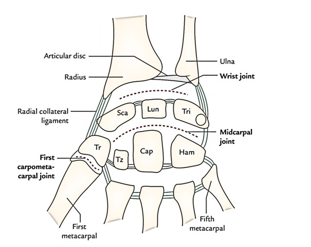 Easy Notes On 【Wrist Joint】Learn in Just 4 Minutes! – Earth's Lab