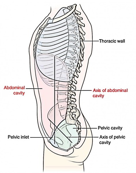 Easy Notes On 【Abdominal Cavity】Learn in Just 3 Minutes! – Earth's Lab