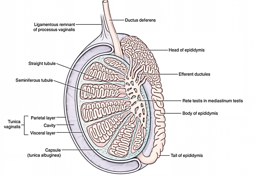 Easy Notes On 【Testis and Epididymis】Learn in Just 3 Minutes!