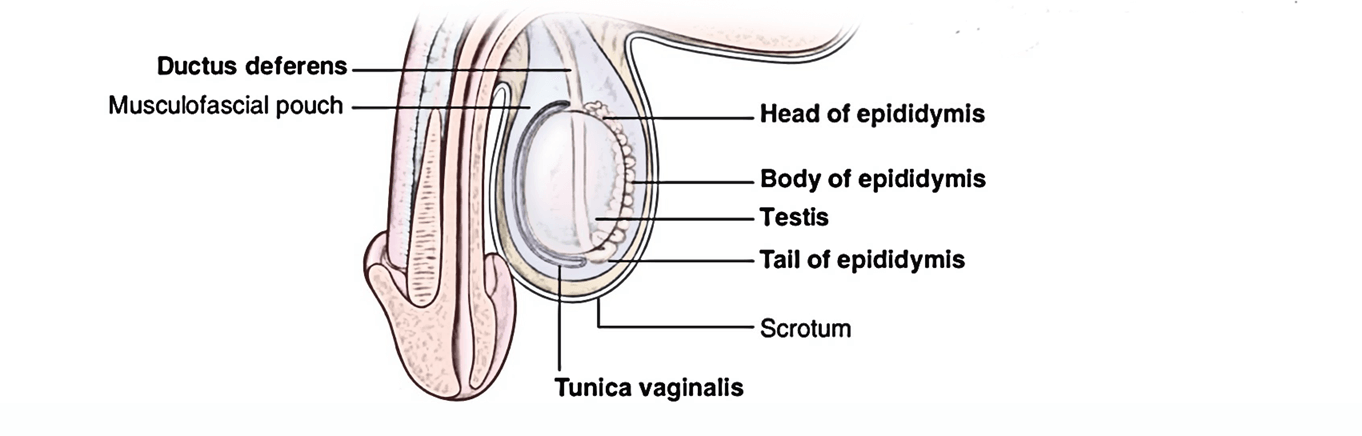 Easy Notes On 【Ductus Deferens】Learn in Just 4 Minutes! – Earth's Lab