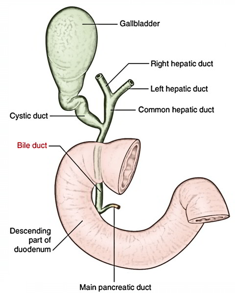 Easy Notes On 【Common Bile Duct】Learn in Just 3 Minutes! – Earth's Lab