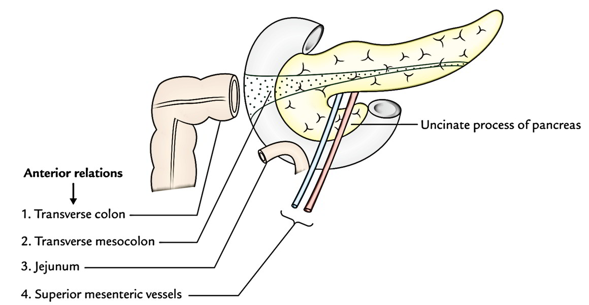 Pancreas Earths Lab