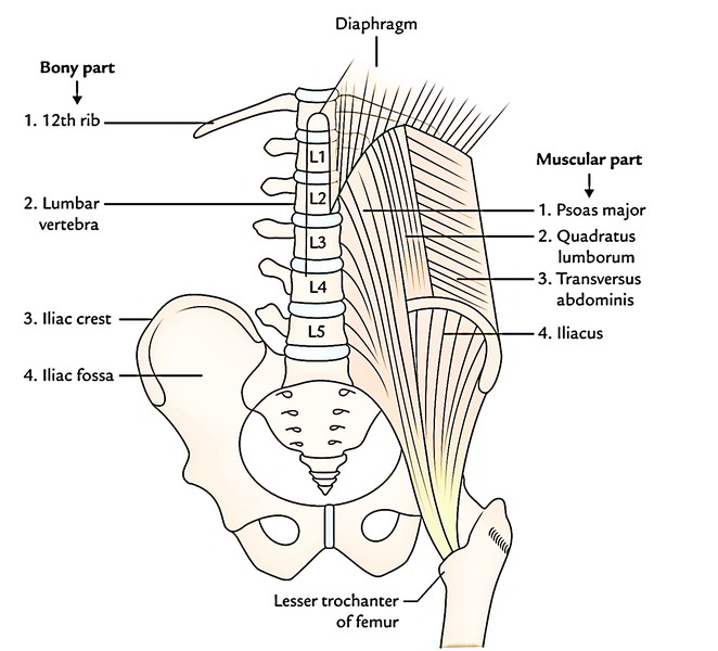 Easy Notes On 【Posterior Abdominal Wall】Learn in Just 3 ... diagram of all lymph nodes 
