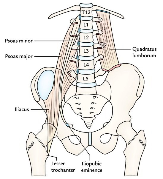 Easy 3 Mins Notes On 【Psoas Minor, Iliacus and Quadratus Lumborum