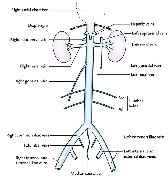 Easy Notes On 【Inferior Vena Cava (IVC)】Learn in Just 3 ... hiv and the body diagram 