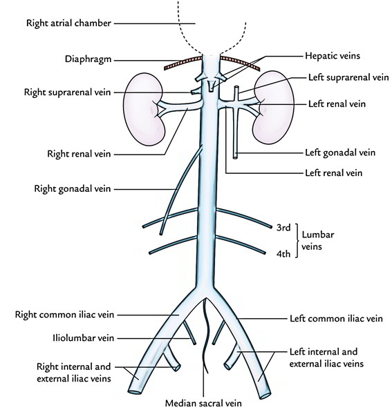 Vena Cava Diagram