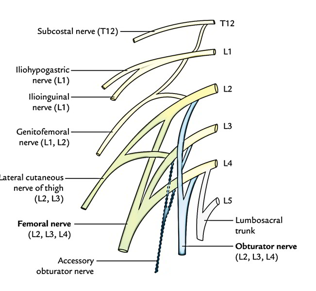 Easy Notes On 【Lumbar Plexus】Learn in Just 4 Minutes! – Earth's Lab