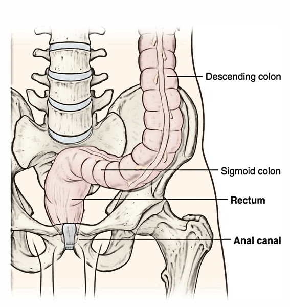 the is How anal canal deep