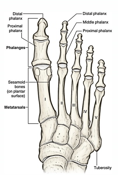 Easy Notes On 【Phalanges】Learn in Just 4 Minutes! – Earth's Lab
