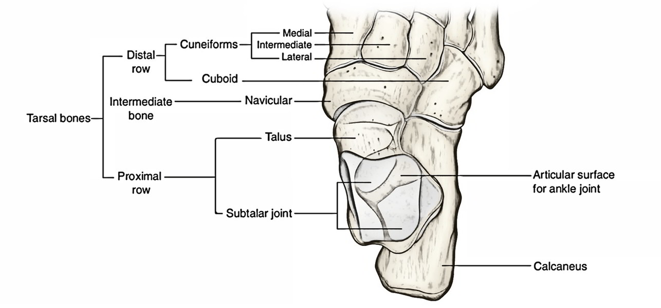Easy Notes On 【Navicular Bone】Learn in Just 4 Minutes! – Earth's Lab