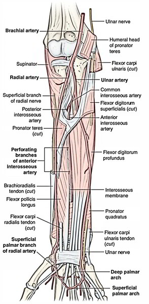 Easy Notes On 【Ulnar Artery】Learn in Just 4 Minutes! – Earth's Lab