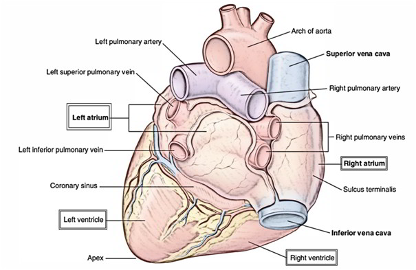 3 в правое предсердие впадает. Сердце строение sulcus terminalis. Pulmonary Veins Anatomy left Atrium. Ventricle and Atrium. Правое предсердие анатомия.