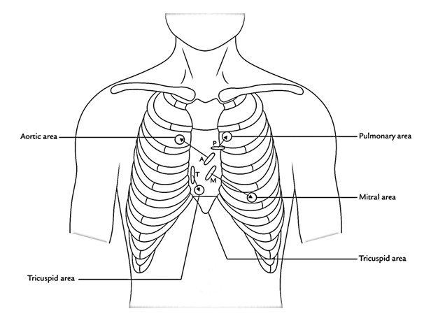 Surface Markings of The Cardiac Valves and Auscultatory Regions – Earth