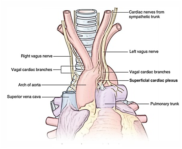 Easy Notes On 【Nerve Supply and Lymphatic Drainage of Heart】 – Earth's Lab