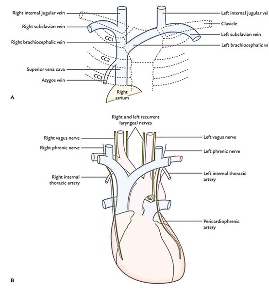 Easy Notes On 【Superior Vena Cava】Learn in Just 3 Minutes! – Earth's Lab