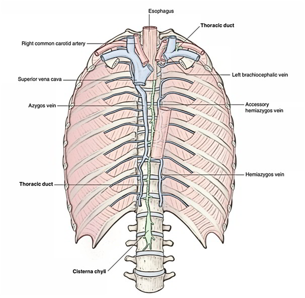 Easy Notes On 【Thoracic Duct】Learn in Just 4 Minutes! – Earth's Lab