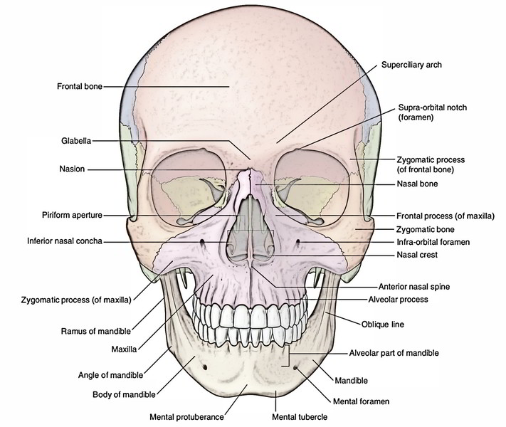 Easy Notes On 【Skull】Learn in Just 4 Minutes! – Earth's Lab