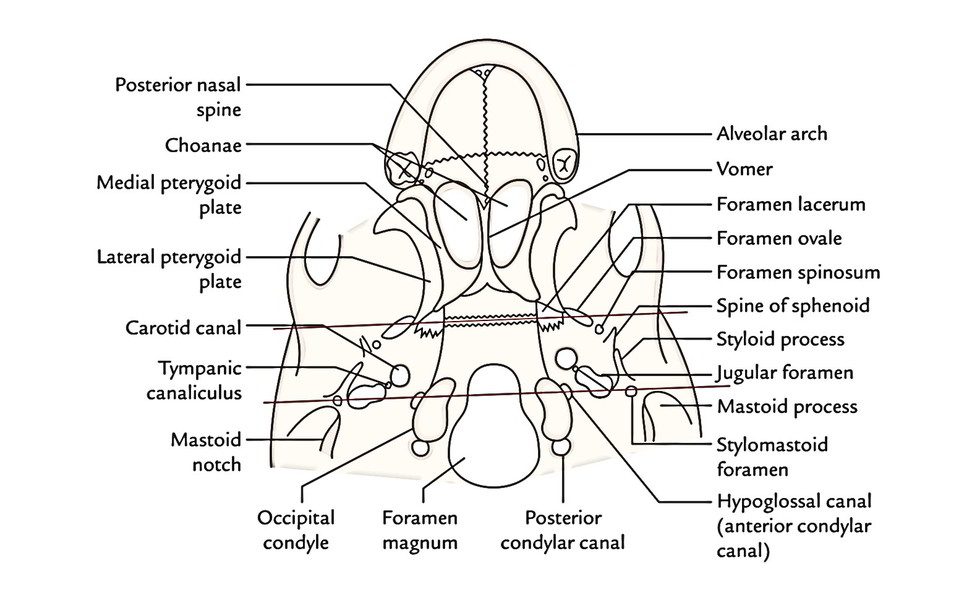 Skull - Posterior Part of Norma Basalis