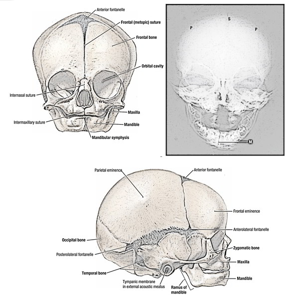 Newborn Skull