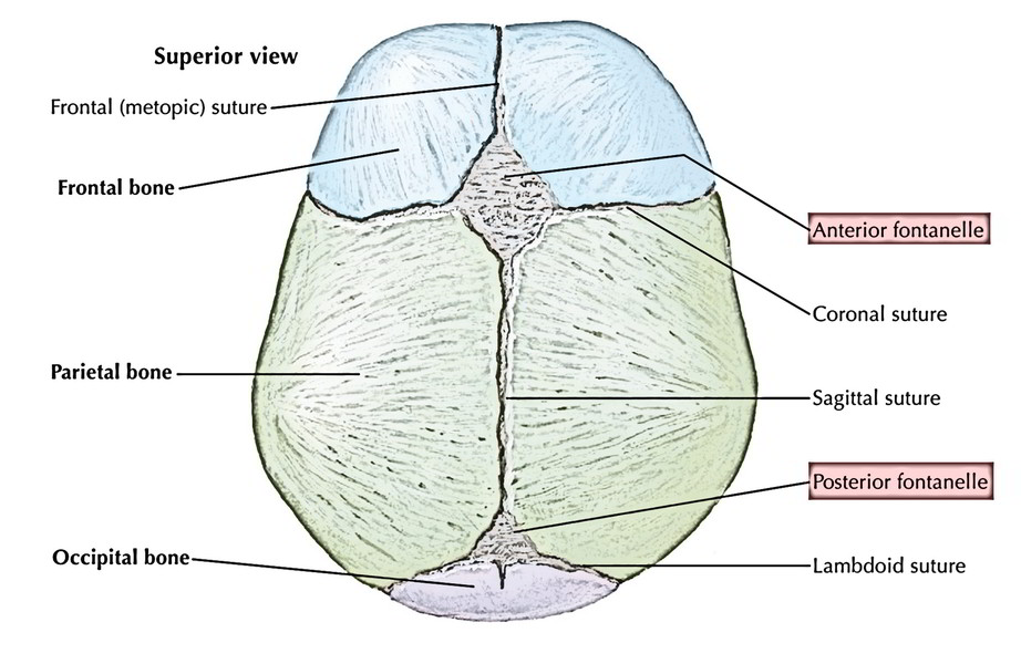 Skull - Frontanelles