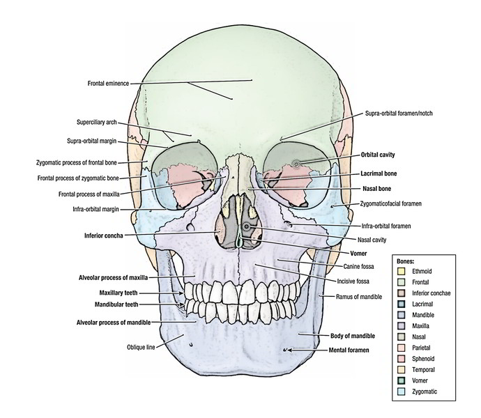 Bones of Skull