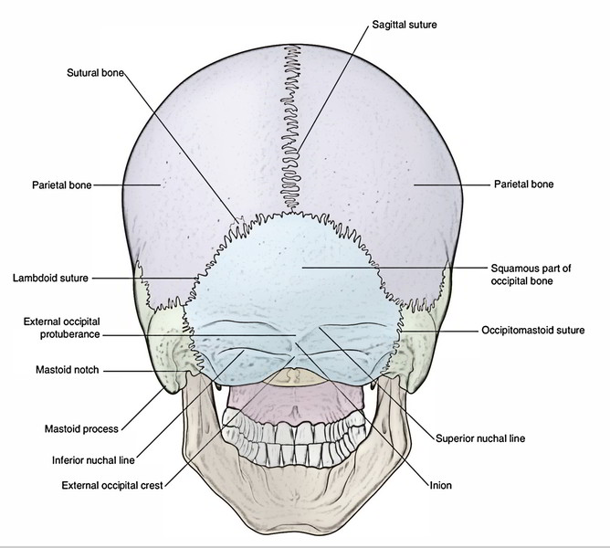 Skull - Norma Occipitalis