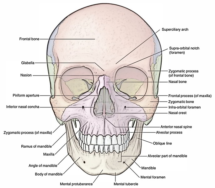 Skull - Norma Frontalis