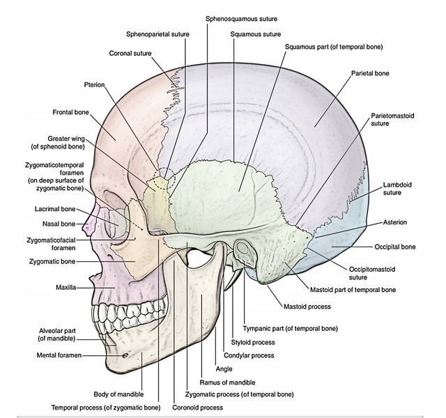 Skull - Norma Lateralis