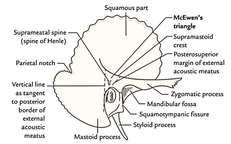 Skull - Mastoid Process