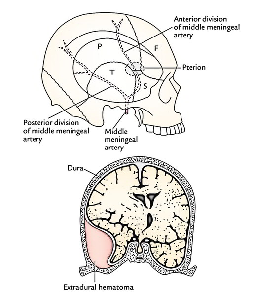 Clinical Significance of Skull 