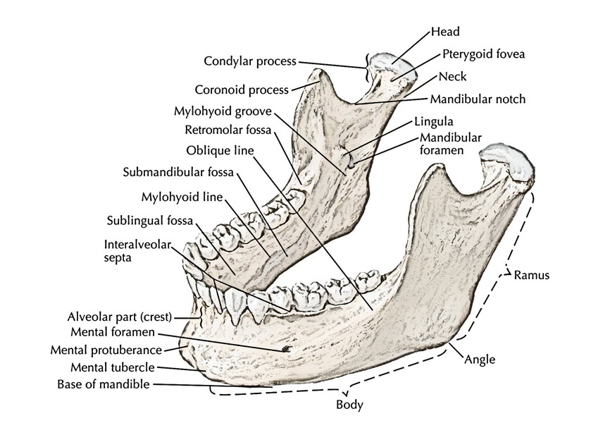 Easy Notes On 【Mandible】Learn in Just 4 Minutes!