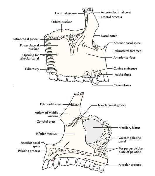 maxillary bone anatomy