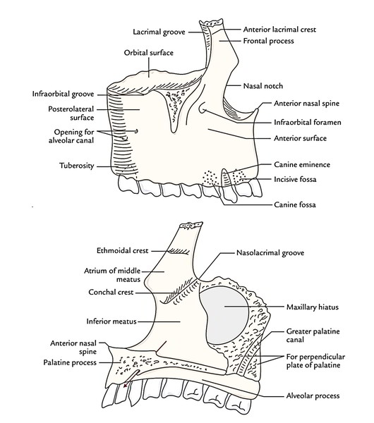 Easy Notes On 【Maxilla】Learn in Just 4 Minutes! – Earth's Lab