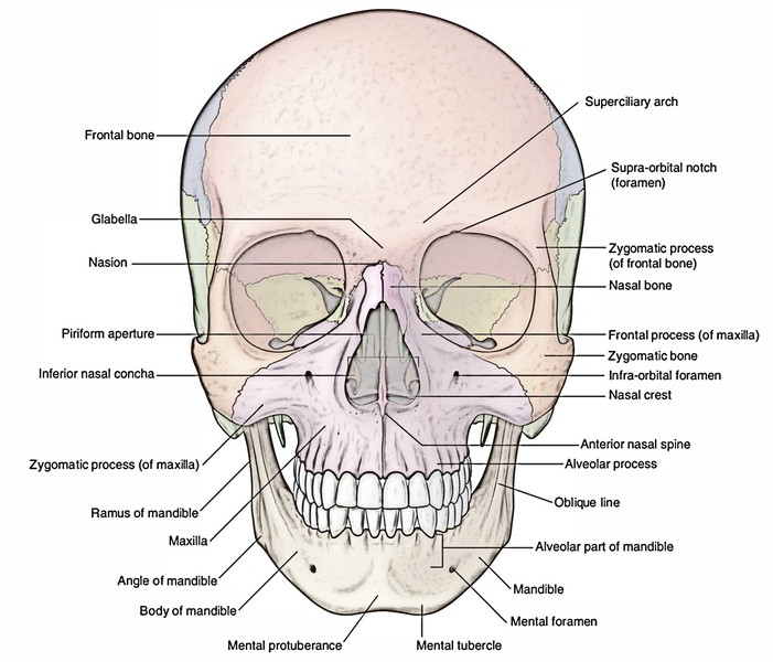 Frontal bone earth s lab
