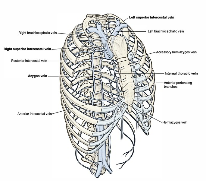 Typical Vertebrae Anatomy - Human Anatomy