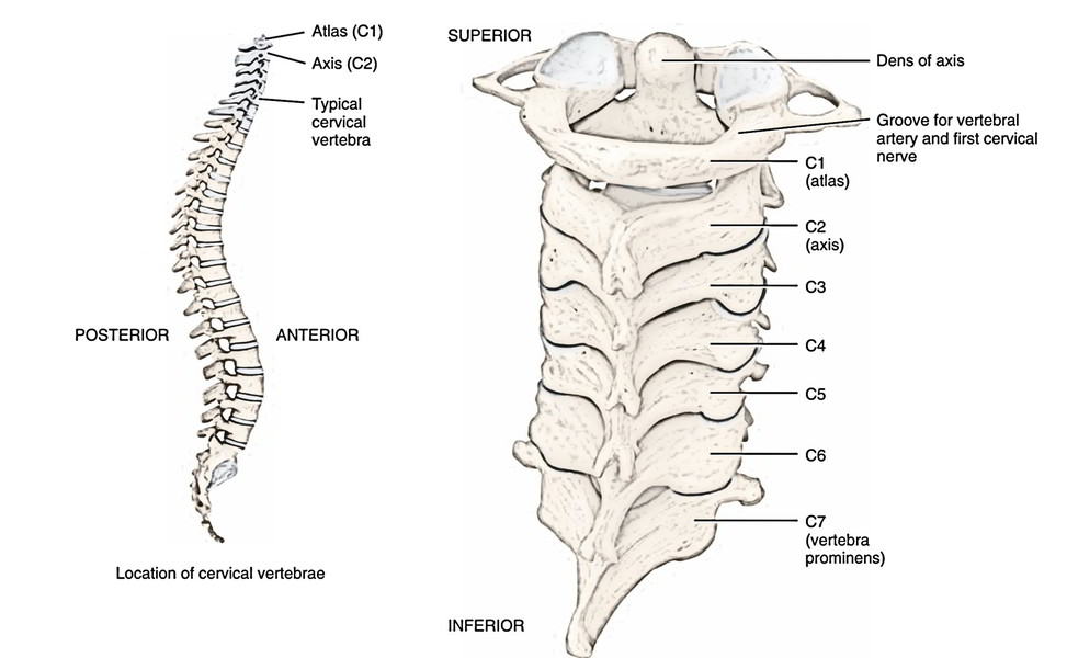 Cervical Vertebrae Anatomy Ppt Human Body Anatomy