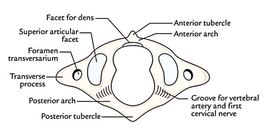 Cervical Vertebrae Labeling