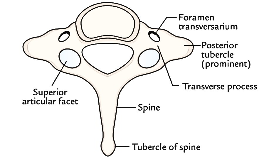 Cervical Vertebrae: Anatomy And Labeled Diagram, 51% OFF