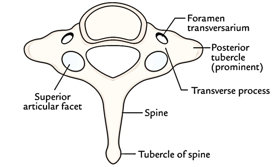 Typical Cervical Vertebrae Drawing Rwanda 24