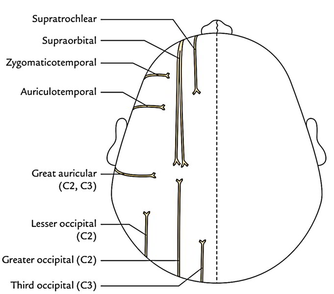 Scalp: Sensory Supply