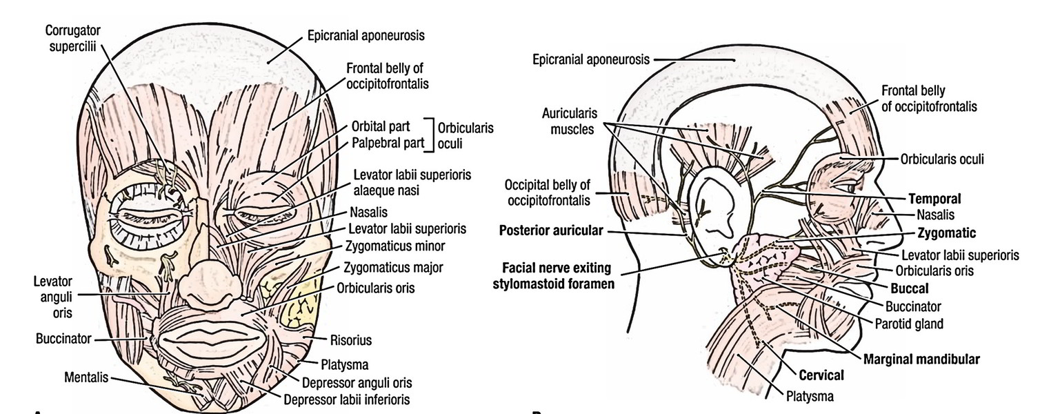 Face Anatomy: Skin