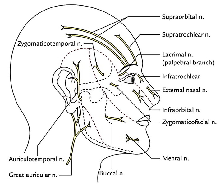 Face Anatomy: Cutaneous Nerves