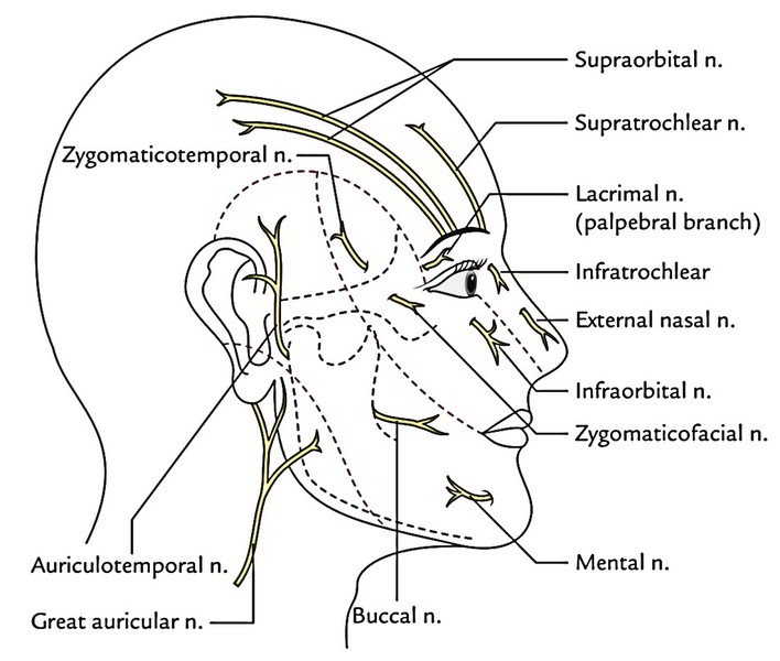 Cutaneous Innervation Of Face