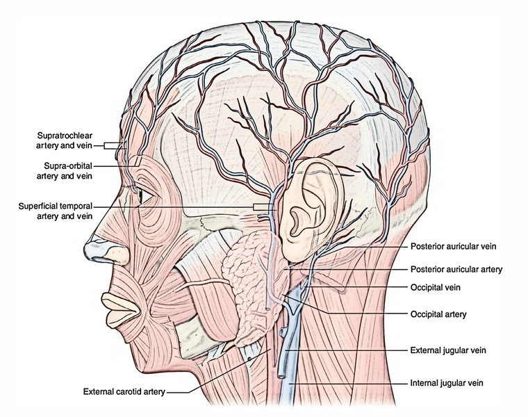 Face Anatomy: Arterial Supply of the Face