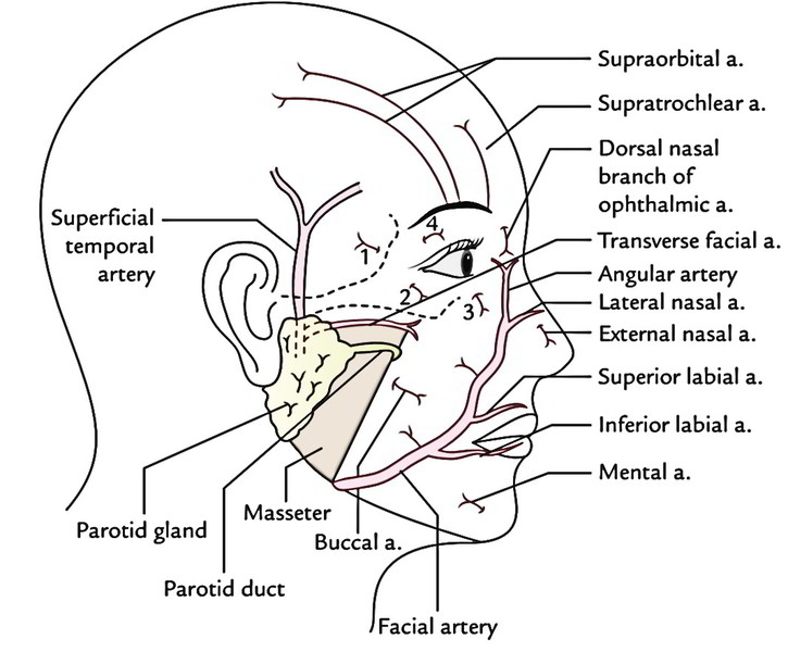 Face Anatomy Earth s Lab