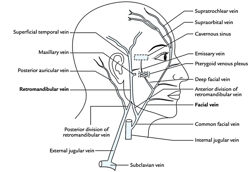 Face Anatomy: Venous Drainage of the Face