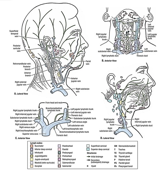 Face Anatomy: Lymphatic Drainage of the Face