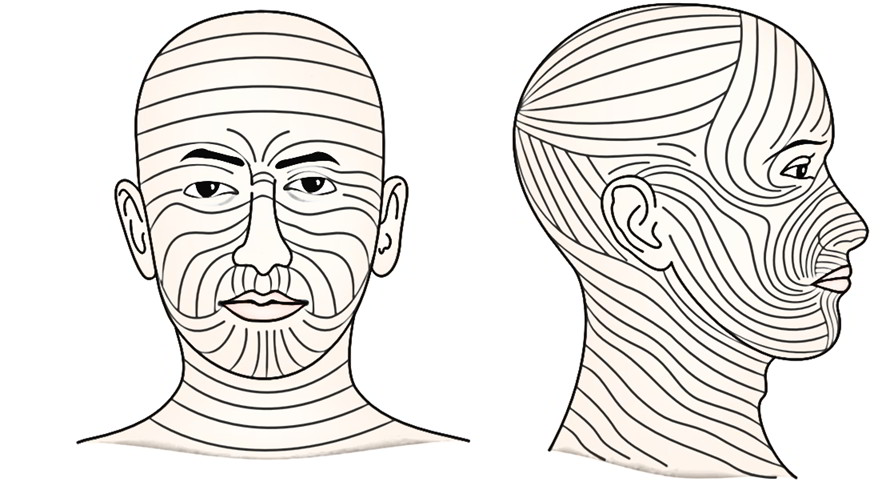 Face Anatomy: Cleavage Lines of Skin