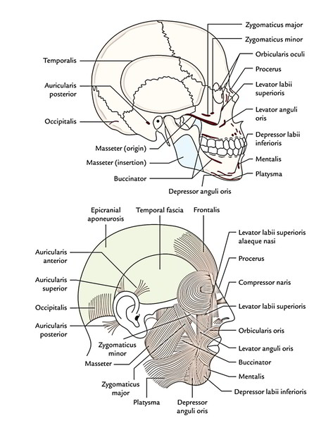 Face Anatomy: Muscles of Facial Expressions